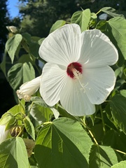 Hibiscus moscheutos