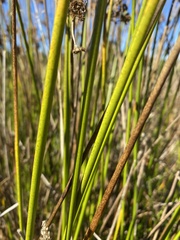 Juncus effusus