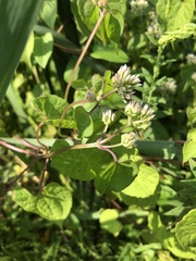 Mikania scandens