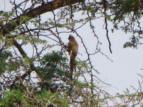 Red-backed Mousebird (Colius castanotus), photo 5