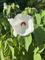 Hibiscus moscheutos