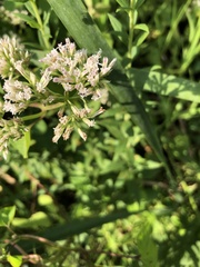 Mikania scandens