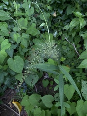 Paniceae