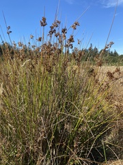 Juncus effusus