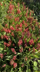 Lachenalia bulbifera