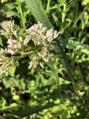 Mikania scandens