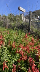 Lachenalia bulbifera