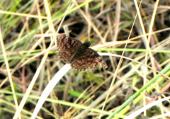 Viola violella
