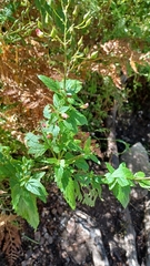Scrophularia parviflora
