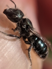 Osmia