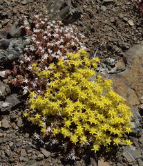 Sedum pallidum