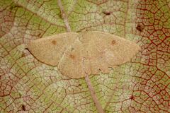 Cyclophora puppillaria
