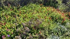 Lachenalia bulbifera