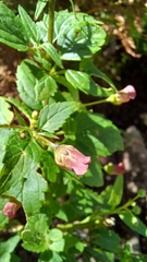 Scrophularia parviflora