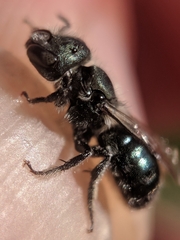 Osmia