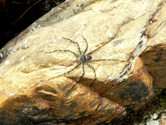 Trechalea bucculenta