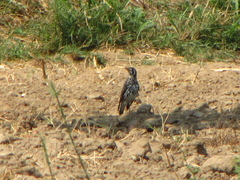 Turdus litsitsirupa