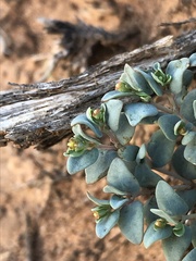 Euphorbia fendleri