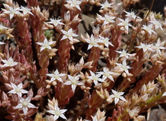 Sedum pallidum