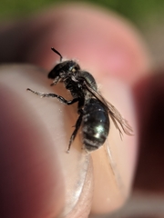 Osmia