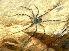 Trechalea bucculenta