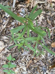 Quercus phellos