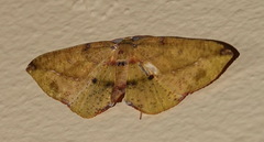 Omiza herois