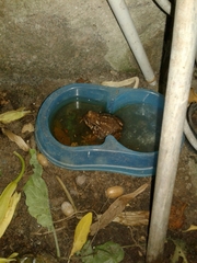 Bufo spinosus