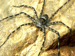 Trechalea bucculenta