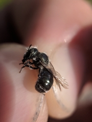 Osmia