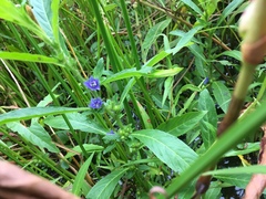 Hydrolea quadrivalvis