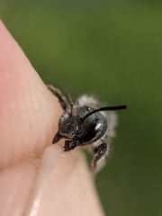 Osmia