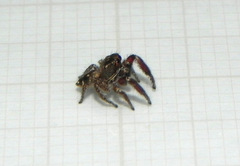 Habronattus