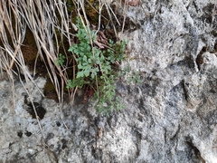 Asplenium ruta-muraria