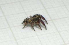 Habronattus