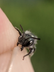 Osmia