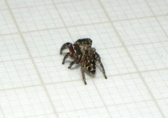 Habronattus