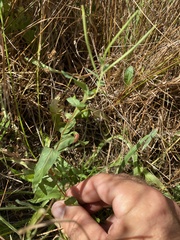 Epilobium ciliatum