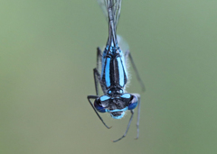 Enallagma annexum