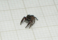 Habronattus