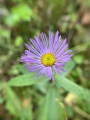 Erigeron speciosus