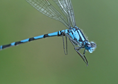Enallagma annexum
