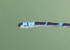 Enallagma annexum