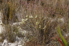 Struthiola
