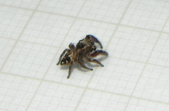 Habronattus