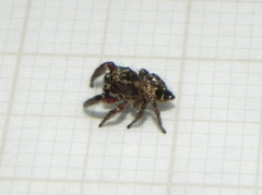 Habronattus