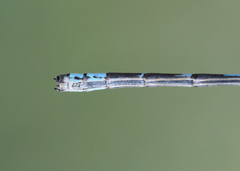 Enallagma annexum