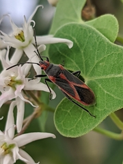 Caenocoris nerii