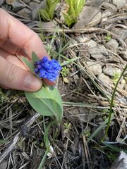 Mertensia longiflora