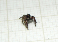 Habronattus